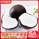 優(yōu)味集海南椰子【JD速發(fā)】新鮮牛奶椰皇大果椰果椰青椰汁孕婦水果燉湯 1粒裝（小試嘗鮮-貴在運費） 商超級大果800g+