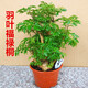 孫凱（SUNKAI）羽葉福祿桐客廳植物盆栽室內綠植發(fā)財樹(shù)樹(shù)樁四季常青 羽葉福祿桐 含盆