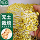 壽禾黃豆芽苗菜種子種苗豆苗水培蔬菜種籽 黃豆種子300g/袋 *2袋