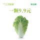 陽(yáng)雀湖陽(yáng)雀湖雄安新鮮毛白菜高鈣高葉酸農家青白菜4顆起發(fā)現摘現發(fā)鮮蔬 毛白菜9.9元/顆4顆包郵