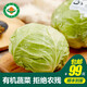 小湯山 有機(jī)圓白菜 約600g 有機(jī)蔬菜基地種植當(dāng)天采摘