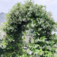 凝慧風(fēng)車(chē)茉莉花苗濃香爬藤植物絡(luò )石藤銀絲茉莉藤蔓綠植耐寒常綠花卉 風(fēng)車(chē)茉莉4年苗