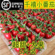 順豐海南千禧小番茄圣女果5斤新鮮水果時令西紅柿水果小番茄玲瓏M 3斤 整箱