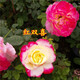 八目尚賞花大花月季花苗綠植嫁接四季好養(yǎng)歐月庭院陽(yáng)臺(tái)盆栽花卉好養(yǎng)活 紅雙喜 月季小苗 不含盆