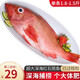 鮮拔頭籌 新鮮紅石斑魚 大眼魚富貴魚深海魚生鮮魚類 海鮮水產(chǎn)紅魚 【超大規(guī)格】1.5-1.8斤*1條