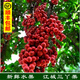 顏曼箐云南特產(chǎn)普洱新鮮水果江城三丫果紫心白心3斤裝酸酸甜甜順豐冷鏈