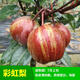 梨樹(shù)果苗嫁接苗碭山梨豐水梨早酥紅梨樹(shù)苗盆栽地栽南北方四季種植當年結果苗 彩虹梨4年苗（當年結果）