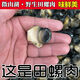 安峰山田螺肉新鮮螺肉現(xiàn)挑螺絲肉真空包裝正宗淡水螺螄肉 田螺肉【特大號】 2斤【凈重】