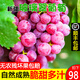 新疆吐魯番玻璃翠葡萄 新鮮無籽葡萄紅提子 應(yīng)季水果順豐冷運 4斤/禮盒裝