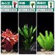 瘋狂水草（FKSC）魚(yú)缸水草凈化水質(zhì)套餐蜈蚣草陰性水草浮萍植物活體水培矮珍珠 【組合二】血心蘭+中柳+南極杉