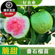 黃忠文番石榴樹(shù)苗珍珠白肉芭樂(lè )苗無(wú)籽紅寶石番石榴苗盆栽地栽帶土帶葉 紅寶石芭樂(lè )2年苗（高20-30cm）