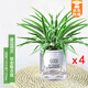 綠有意金邊吊蘭盆栽花卉植物室內(nèi)陽臺凈化空氣去甲醛小綠植水培垂吊客廳 金邊吊蘭早安盆*4盆【空氣清新器 帶盆栽好