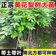 正宗海南黃花梨樹苗名貴苗木盆栽地栽小葉紫檀南北方庭院四季種植 正宗黃花梨20-30cm高1棵 帶土杯帶葉子發(fā)貨