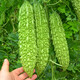 種菜記 蔬菜苗大全南瓜苗甘藍(lán)苗木耳菜苗西葫蘆苗春季陽(yáng)臺(tái)盆栽菜苗苗秧 苦瓜苗6棵