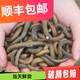 青蚯蚓鮮活土蚯蚓臭蚯蚓特大黑蚯蚓活餌釣黃鱔誘餌活體 小號1斤 發(fā)順豐快遞