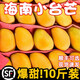 正宗小臺(tái)農(nóng)芒果新鮮水果10斤小芒果鮮果整箱應(yīng)季當(dāng)季海南熱帶水果 【老農(nóng)親選】商超果特大特甜 小臺(tái)芒10斤整箱（JD快遞）