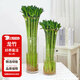 花翁富貴竹水培植物客廳花卉綠植盆栽 龍竹50cm10支(不含瓶)源頭直發(fā)