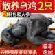 王氏正德 雞 烏雞 農(nóng)家散養(yǎng)烏骨雞 新鮮冷凍現(xiàn)殺生鮮月子雞 雞肉整只 發(fā)2只 凈重800g/只 送料包+鮮參
