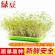 種菜記 芽苗菜種子紙上種菜無(wú)土栽培蘿卜空心菜豌豆松柳盆栽蔬菜籽四季 綠豆500克