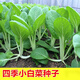 穩產(chǎn)四季易種植小白菜種子種籽家庭園藝種植蔬菜種子菜種子 四季小白菜 5000粒