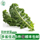 羽衣甘藍500g新鮮蔬菜榨汁健身沙拉蔬菜綠色甘藍食用雨衣甘藍綠葉 500g