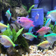 小型熱帶魚(yú)活體活物親嘴魚(yú)曼龍魚(yú)金元寶虎皮寶藍鳳凰寵物魚(yú)觀(guān)賞魚(yú) 彩群魚(yú)顏色隨機8條