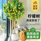 花財主大型盆栽綠植 檸檬樹鴨腳木發(fā)財樹天堂鳥綠植室內(nèi)客廳大盆栽 S級香水檸檬1.5-1.7米【鉆石盆】 含盆