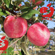 沃·和園陜西白水優(yōu)質(zhì)好蘋(píng)果 精品紅富士 饋贈佳品 脆甜蘋(píng)果 實(shí)惠裝16枚85-90MM大果 （二級）