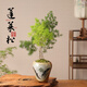 臨雅蓬萊松盆栽小客廳綠植桌面植物室內(nèi)花卉老樁盆景四季好養(yǎng)源頭直發(fā)
