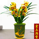 艾瑩超香名貴蘭花【金玉滿(mǎn)堂】濃香大花朵盆栽室內花卉建蘭綠植蘭草 金玉滿(mǎn)堂6苗連體