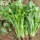 壽禾 大葉薺薺菜種子地菜香薺小葉草菱角秋冬季四季陽(yáng)臺壽光蔬菜菜籽 薺菜種子 5g約2萬(wàn)粒