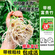 愛你一萬年富貴竹水養(yǎng)基地直發(fā)水培植物轉(zhuǎn)運竹綠植盆景帶根四季水養(yǎng)插鮮花瓶 【粗枝帶根】富貴竹60cm10棵+2營養(yǎng)液