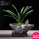 幼薇君子蘭盆栽辦公室內花卉室內客廳盆景綠植好養桌面裝飾植物中式 單棵君子蘭+哥窯蓮荷盆+長(cháng)方底盤(pán) 帶盆栽好