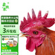 森牧農(nóng)散養(yǎng)大公雞正宗農(nóng)家土雞走地雞農(nóng)村溜達(dá)笨公雞新鮮宰殺 大紅公雞 1年以上大公雞3斤左右