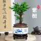 想開(kāi)小葉紫檀盆景樹(shù)樁植物老樁盆栽客廳桌面室內(nèi)綠植好養(yǎng)樹(shù)苗四季常青 單桿小葉紫檀+國(guó)粹青花484+底座 帶盆栽好