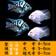 甄夢漁野可繁殖組熱帶觀賞魚白金寶藍迷你鸚鵡魚種魚一對公母淡水卵生配對 大號雙色鸚鵡公母2對5-6cm