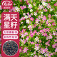 壽禾 滿(mǎn)天星種子種苗粉色四季花卉種籽 滿(mǎn)天星種子(吉普賽粉色)3000粒