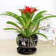 意軒鴻運當頭綠植盆栽花卉植物四季開(kāi)花室內客廳水培植物紅星鳳梨水養 鴻運當頭20-25公分高黑福字陶瓷