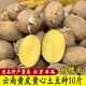 京譽(yù)云南黃皮黃心高產(chǎn)早熟土豆種老品種原種新鮮馬鈴薯種植苗發(fā)芽洋芋 高產(chǎn)黃皮黃心土豆種凈重9斤