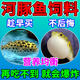 河豚魚(yú)飼料巧克力娃娃魚(yú)食專(zhuān)用狗頭斑馬潛水艇小型觀(guān)賞魚(yú)糧高蛋白 【一瓶】體驗裝