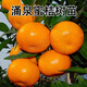 以琛涌泉蜜桔果樹(shù)樹(shù)苗嫁接桔子苗盆栽地栽南北方種植橘子樹(shù)苗當年結果 6年苗當年結果多