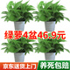 雙盟綠蘿盆栽除甲醛花卉綠植辦公室新房凈化空氣180白橫紋4盆源頭直發(fā)