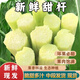 果坊情東北甜桿小甘蔗新鮮甜蘆粟蘆穄甜高粱桿蘆稷甜梭甜高粱桿甘蔗順豐 1斤裝