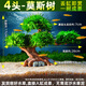 西洲曲成品莫斯樹活體真水草魚缸裝飾擺件造景大三角莫斯沉木新手好養(yǎng) 4頭 成品莫斯樹 入缸即成景