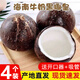 兮柔海南椰子 黑殼牛奶椰皇老椰子椰王椰肉煲湯椰子雞現(xiàn)摘新鮮椰子 4個(gè)裝