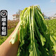 辰實(shí)【順豐】雪里紅新鮮 雪菜新鮮 雪里蕻菜 春不老可腌制咸菜酸菜 4斤