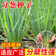 種菜記四季小香蔥種子盆栽分蔥籽田園蔬菜籽家庭菜園小蔥種孑大面積栽培 分蔥【簇生生長】5克