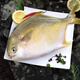 集鮮源【特價中】野生金鯧魚特大金昌魚1斤以上平魚海昌白鯧魚海鮮水產(chǎn) 450-500g/條（活魚速凍） 精選1條裝【嘗鮮試吃】