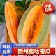 澤華果品山東西州蜜哈密瓜 網(wǎng)紋哈密瓜當(dāng)季新鮮水果整箱 哈密瓜凈重4-5斤1-2個