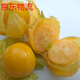 鹿嘜東北姑娘果新鮮應當季水果3斤裝黃菇娘大燈籠果洋菇?jīng)龉禺a(chǎn) 三斤超精選果